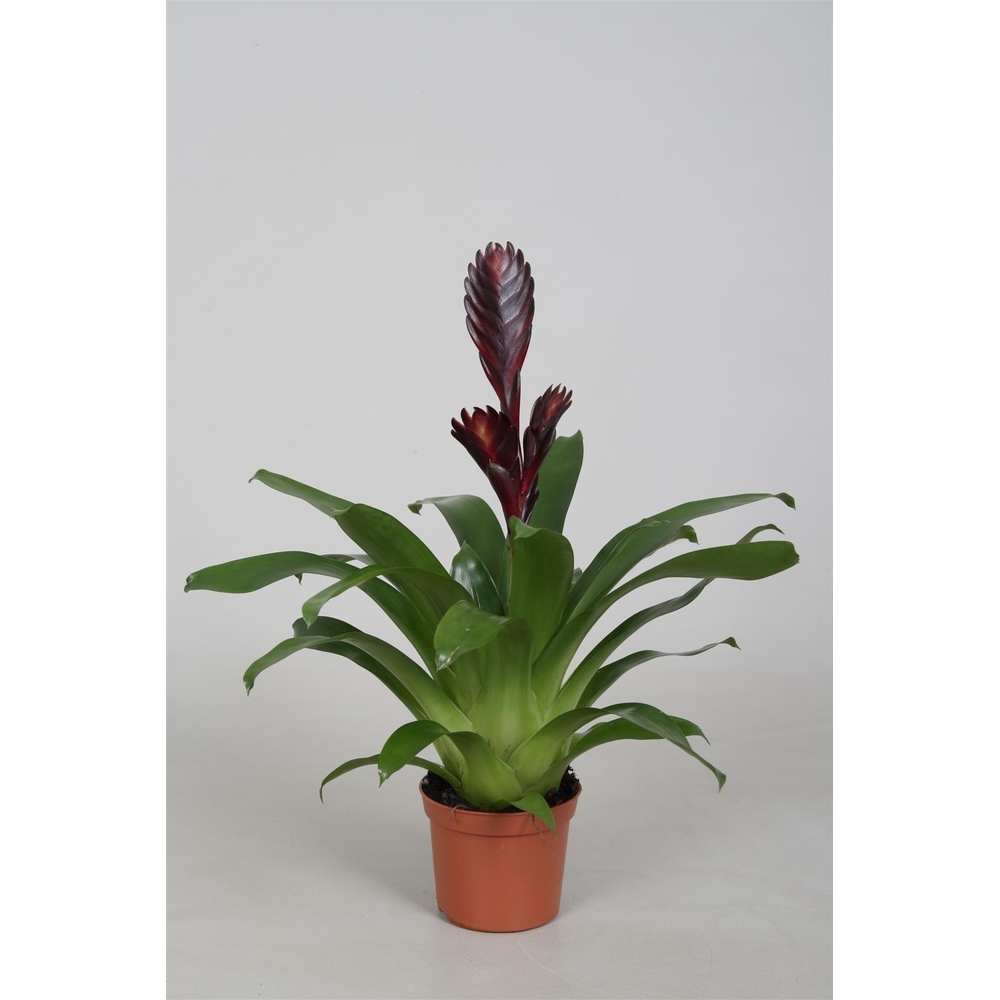 Vriesea Cathy Paars.