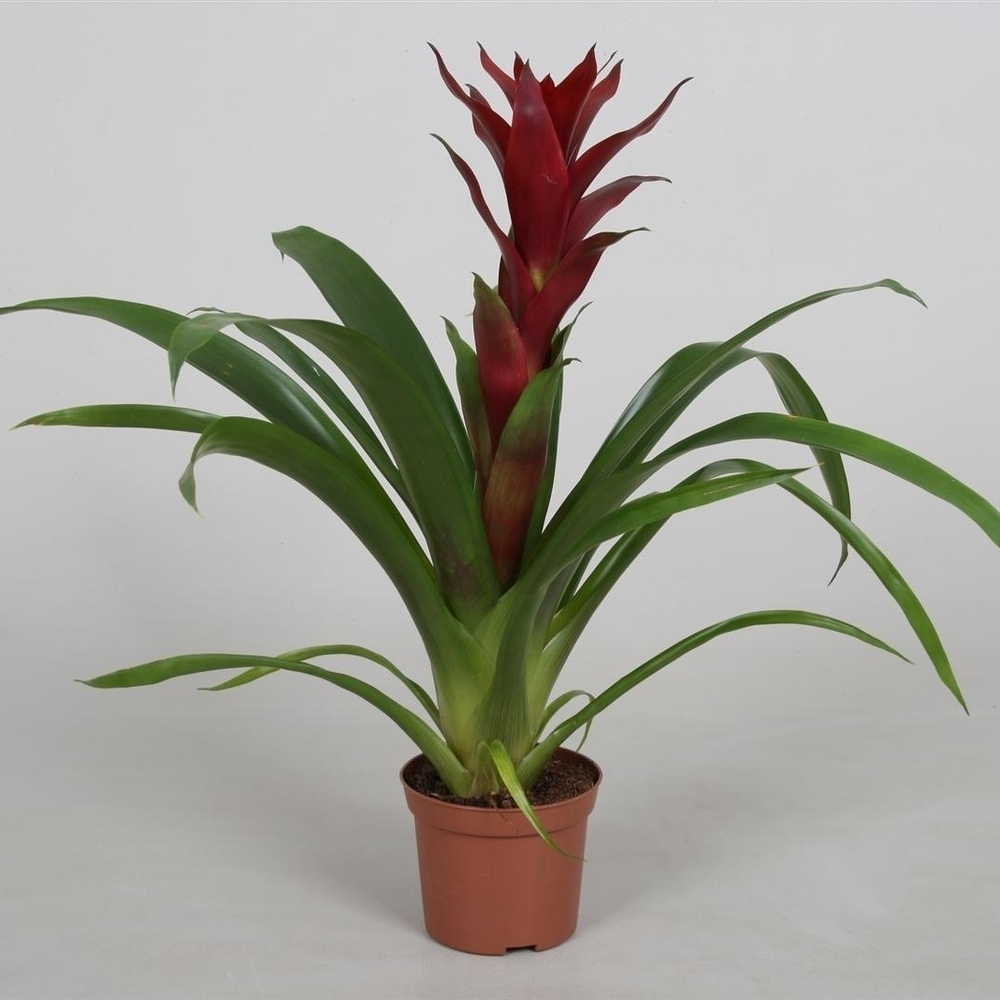 Guzmania 'Switch'.