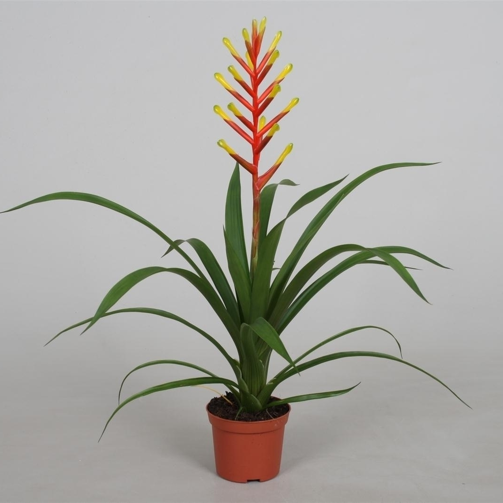 Guzmania dissitiflora.