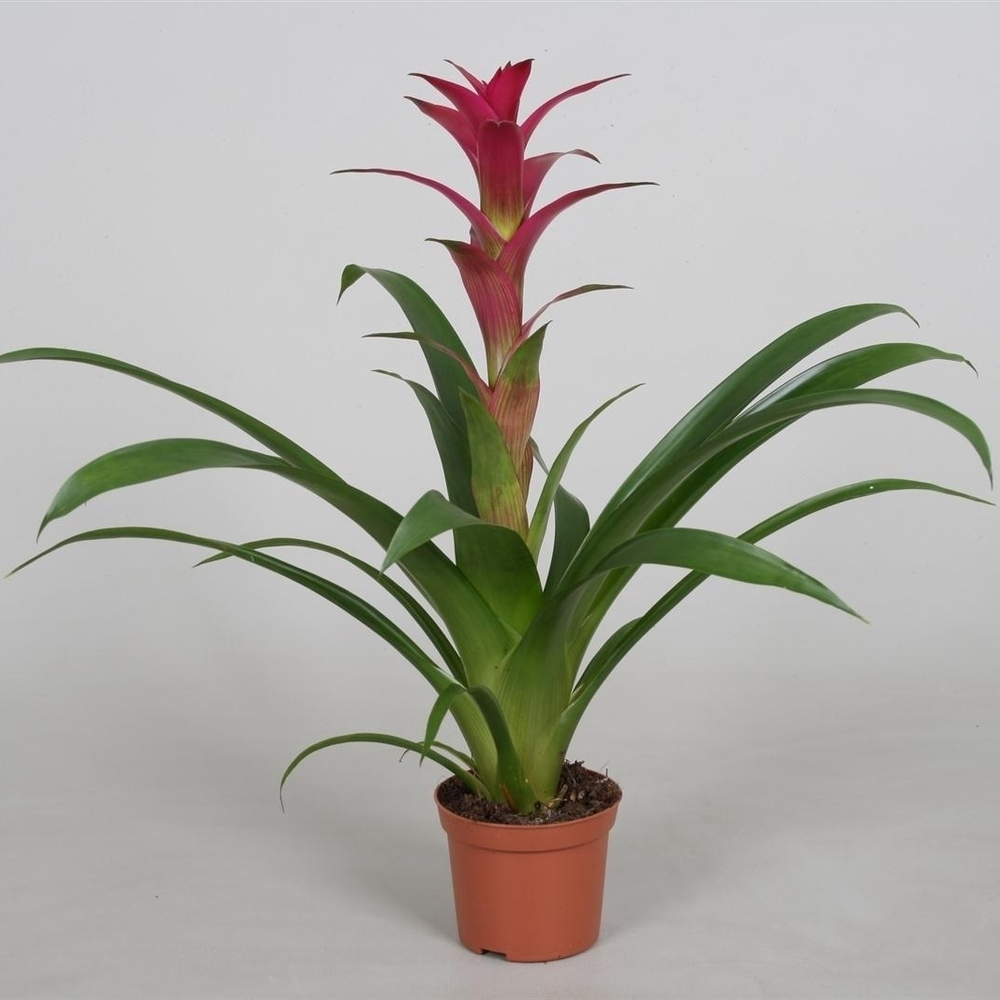 Guzmania 'Alerta'.