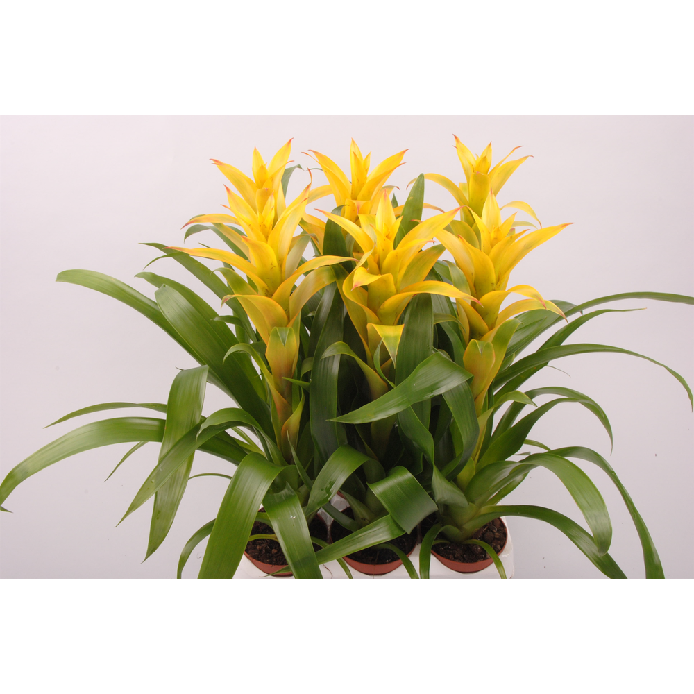 Guzmania Mirador.