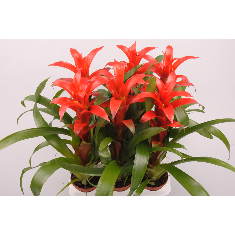 Guzmania Allura.