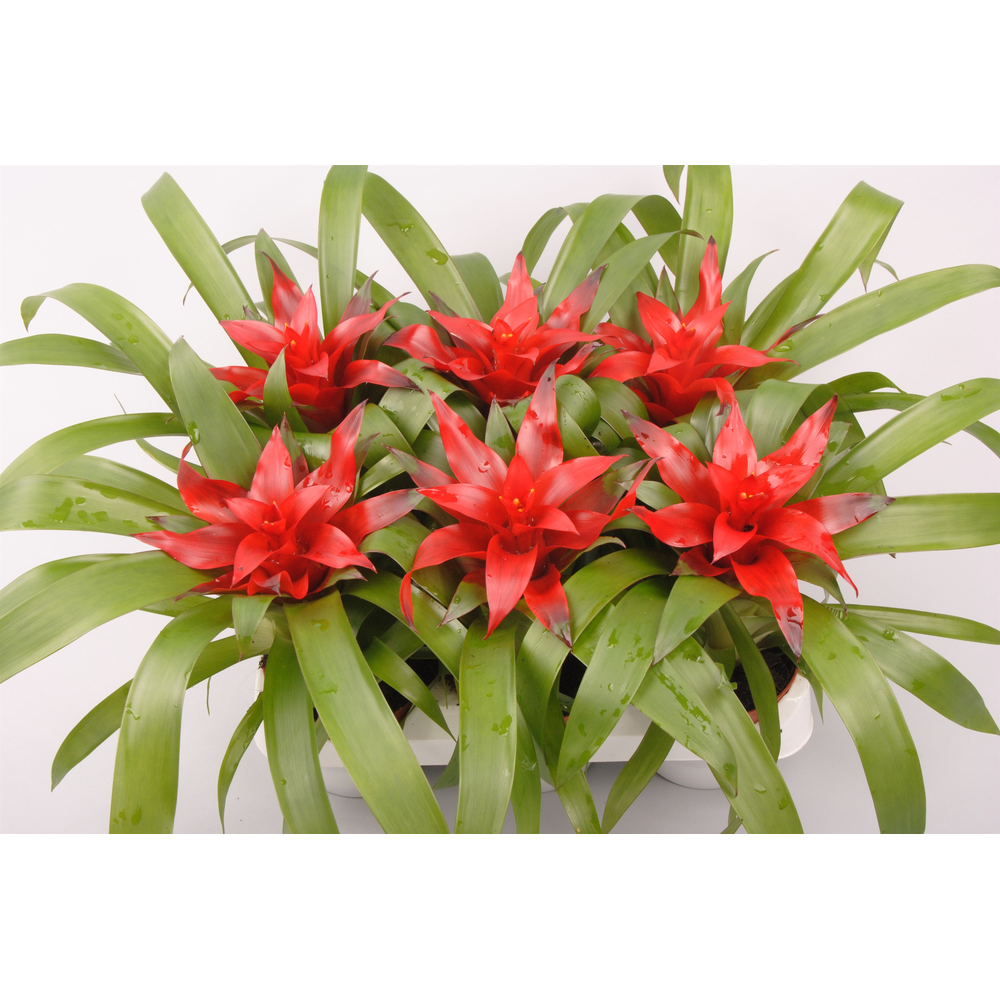 Guzmania Blitz.