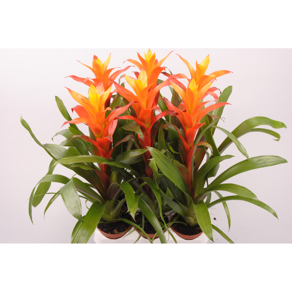 Guzmania Variada.