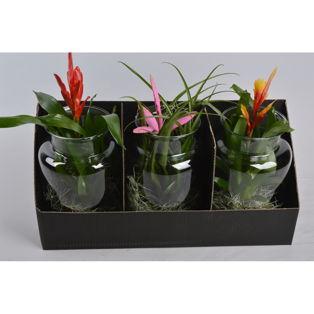 Bromelia in Melkkan glas.