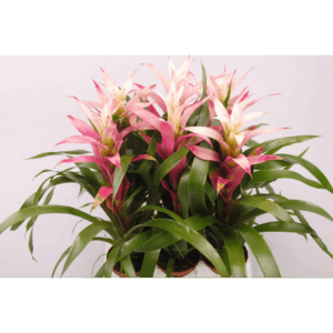 Guzmania Kronos.