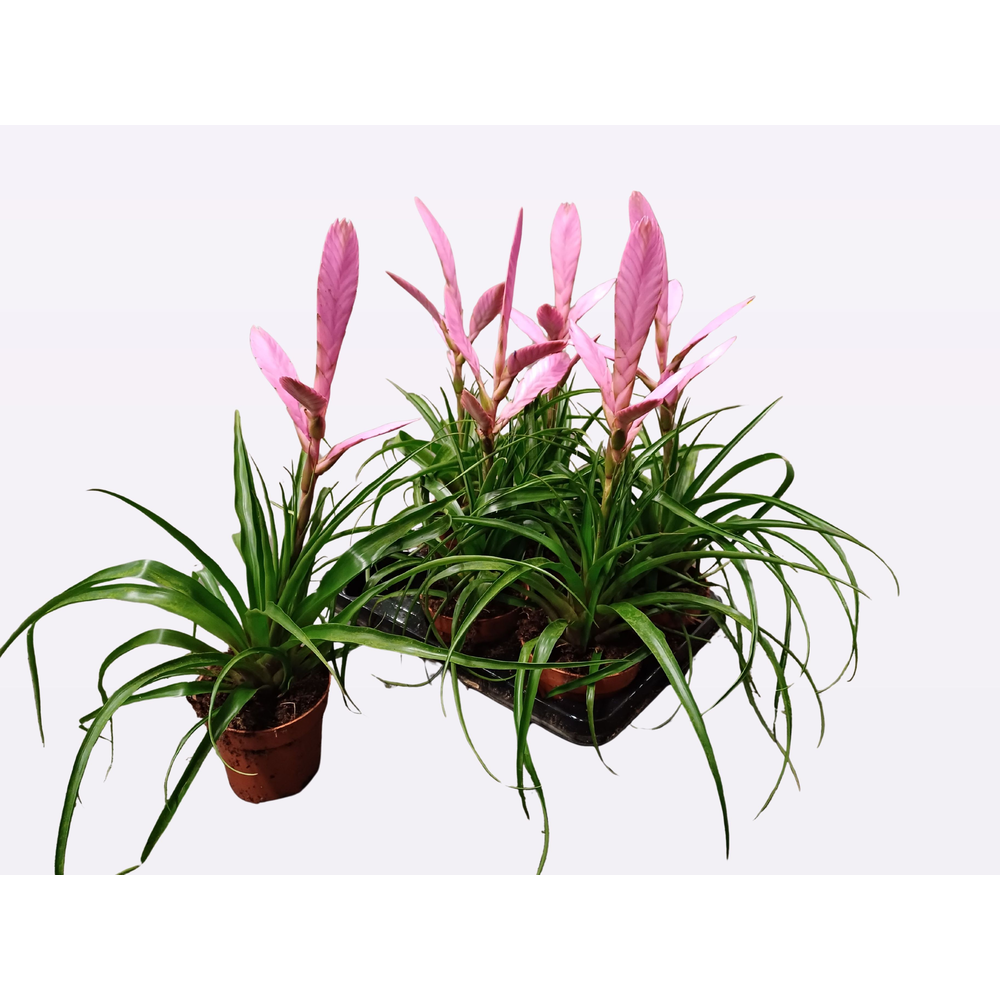 Tillandsia Alexander.