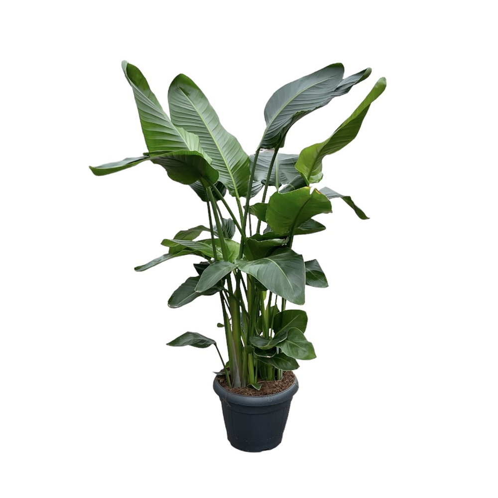 Strelitzia Nicolai 35 9 STEKKEN!!.