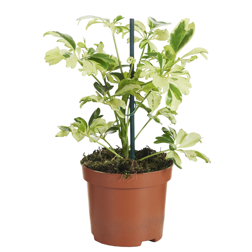 Schefflera Janine.