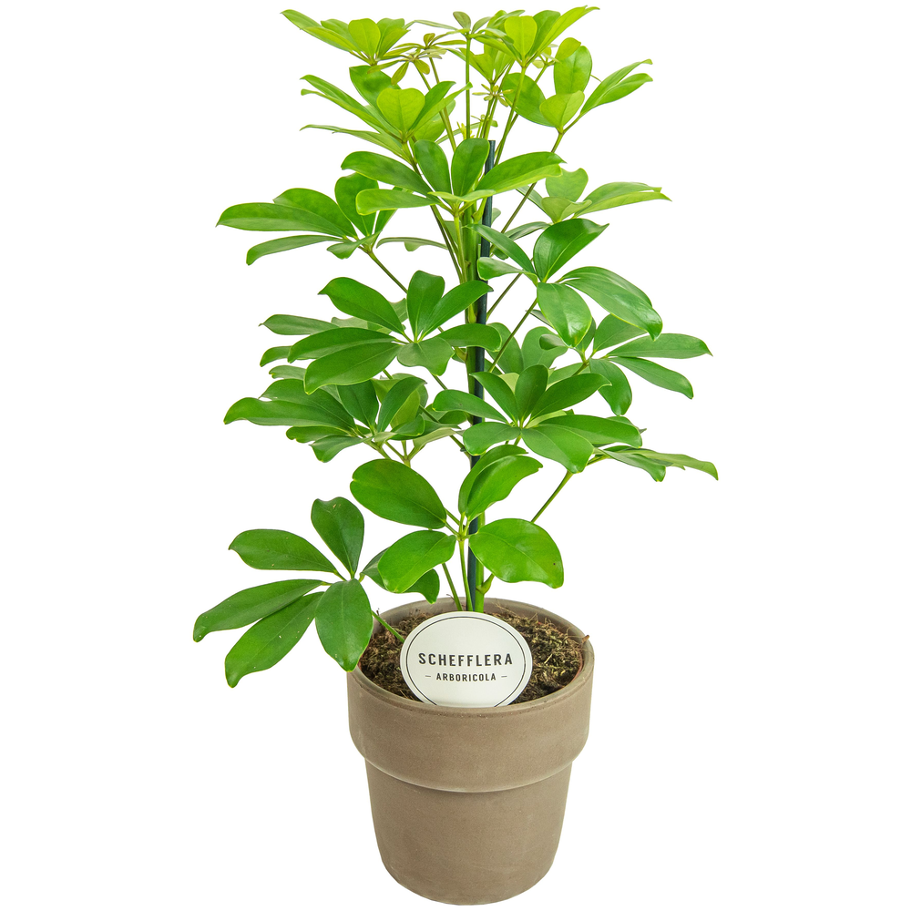 Schefflera Nora in Terracotta Grijs.