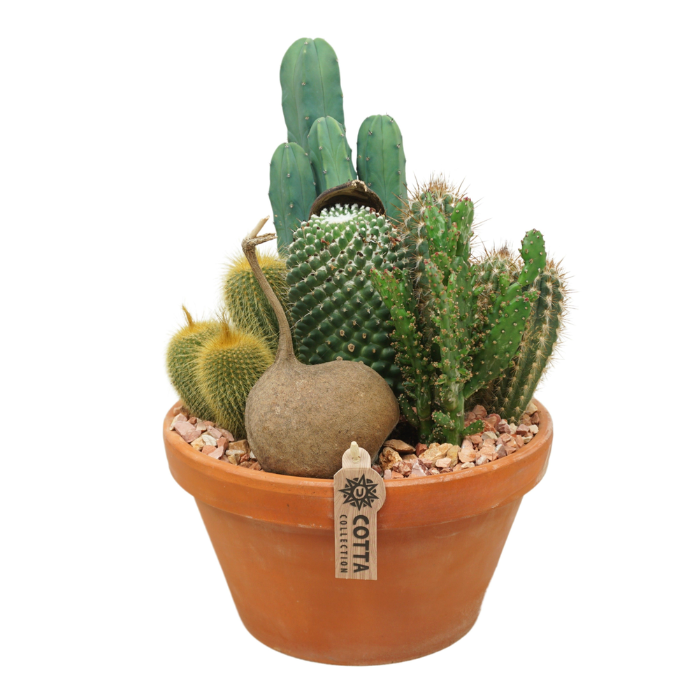 Cactus arrangement in 27 cm 'Terracotta Schaal'.