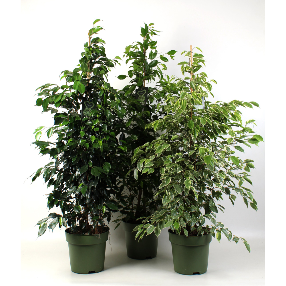 Ficus benjamina mixkar 3-4 soorten.