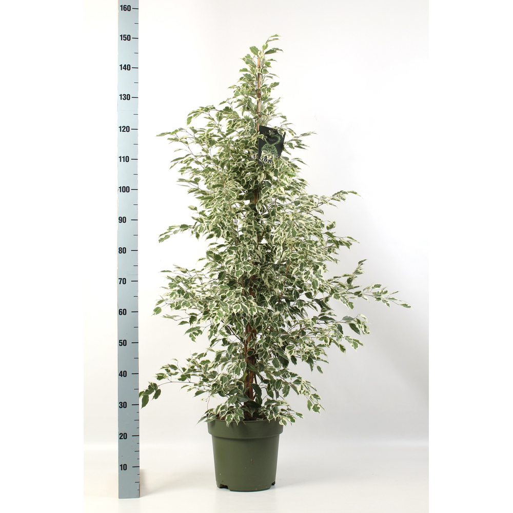 Ficus benjamina Profit.