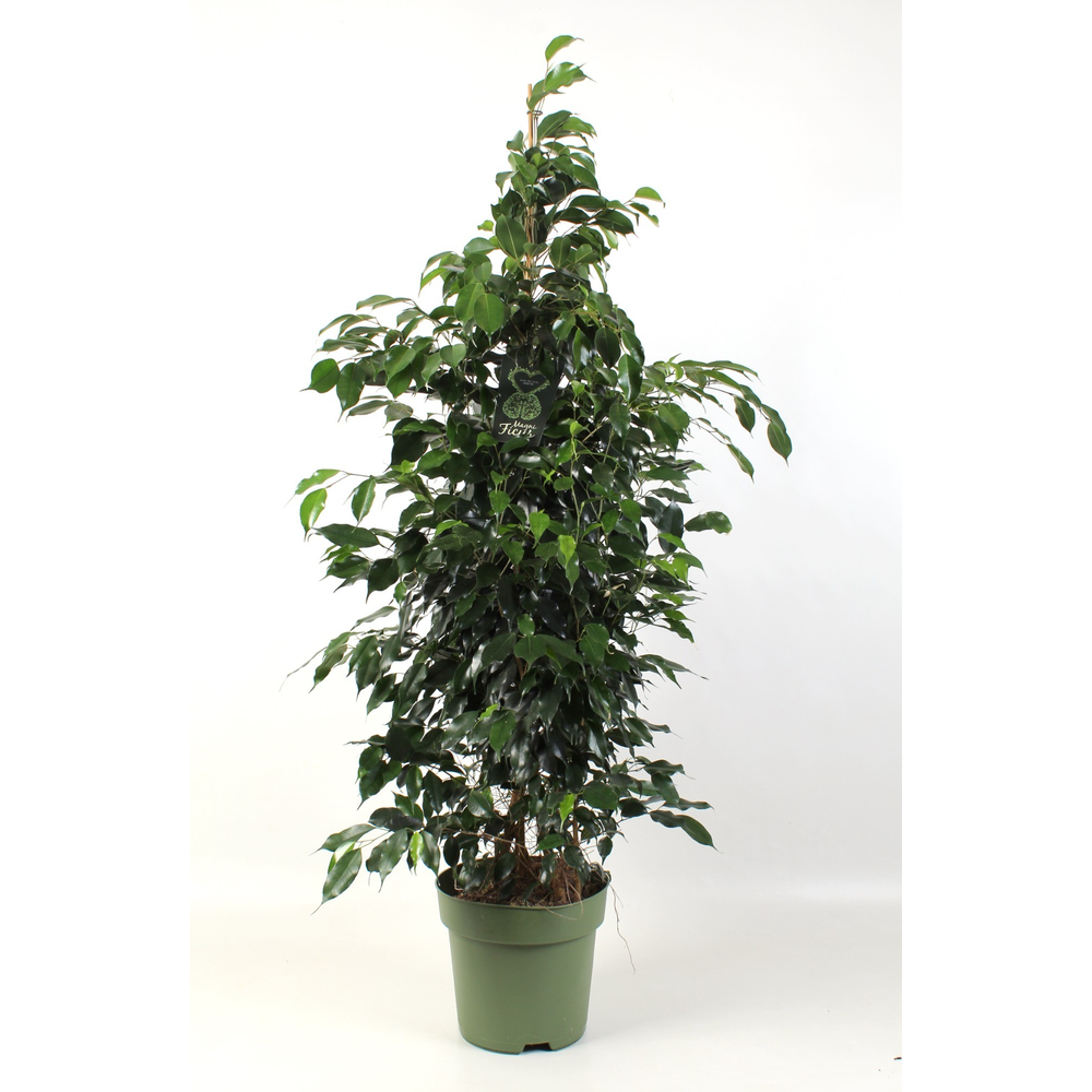 Ficus benjamina Midnight Lady.