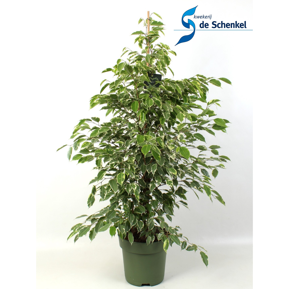 Ficus benjamina Golden King.