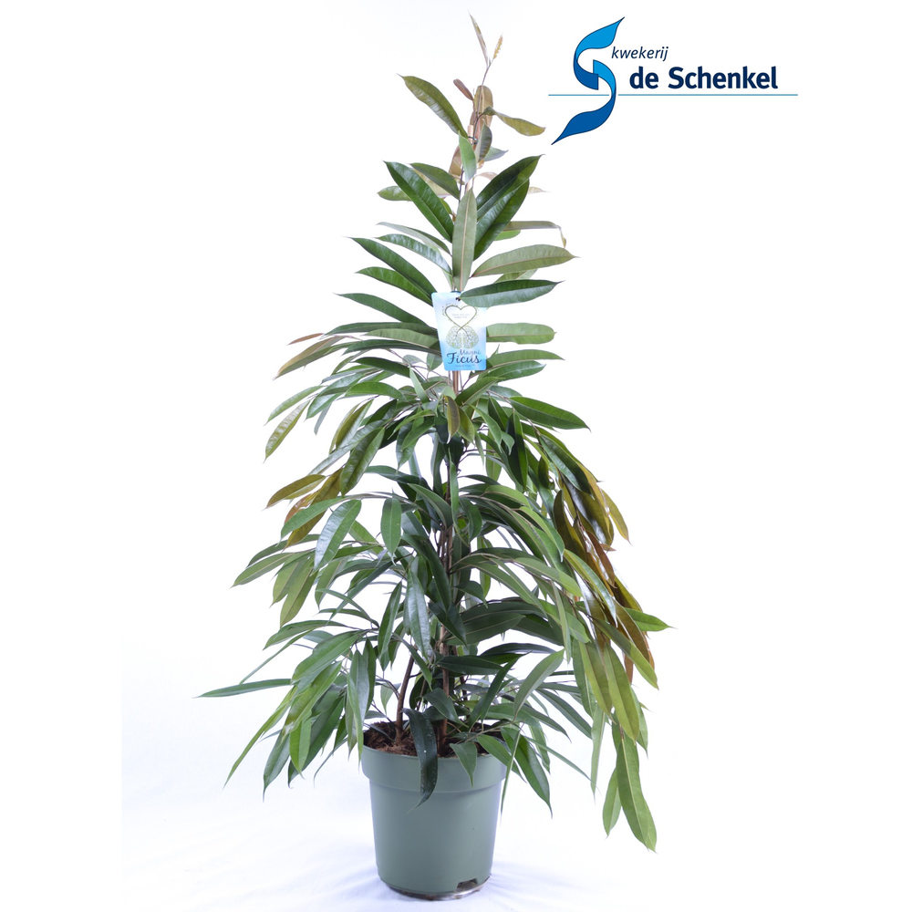 FICUS binnendijckii Amstel King.