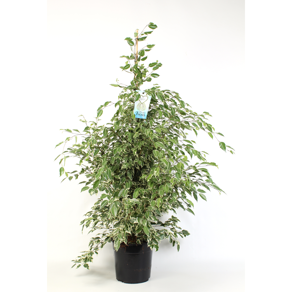 Ficus benjamina Starlight.
