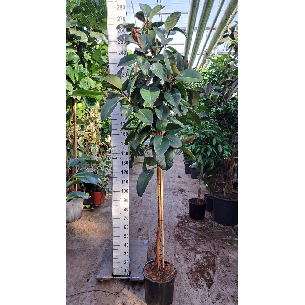Ficus Robusta op stam 250.