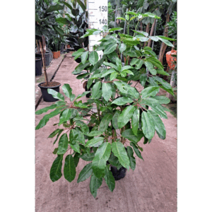 Schefflera Amate bush 160.