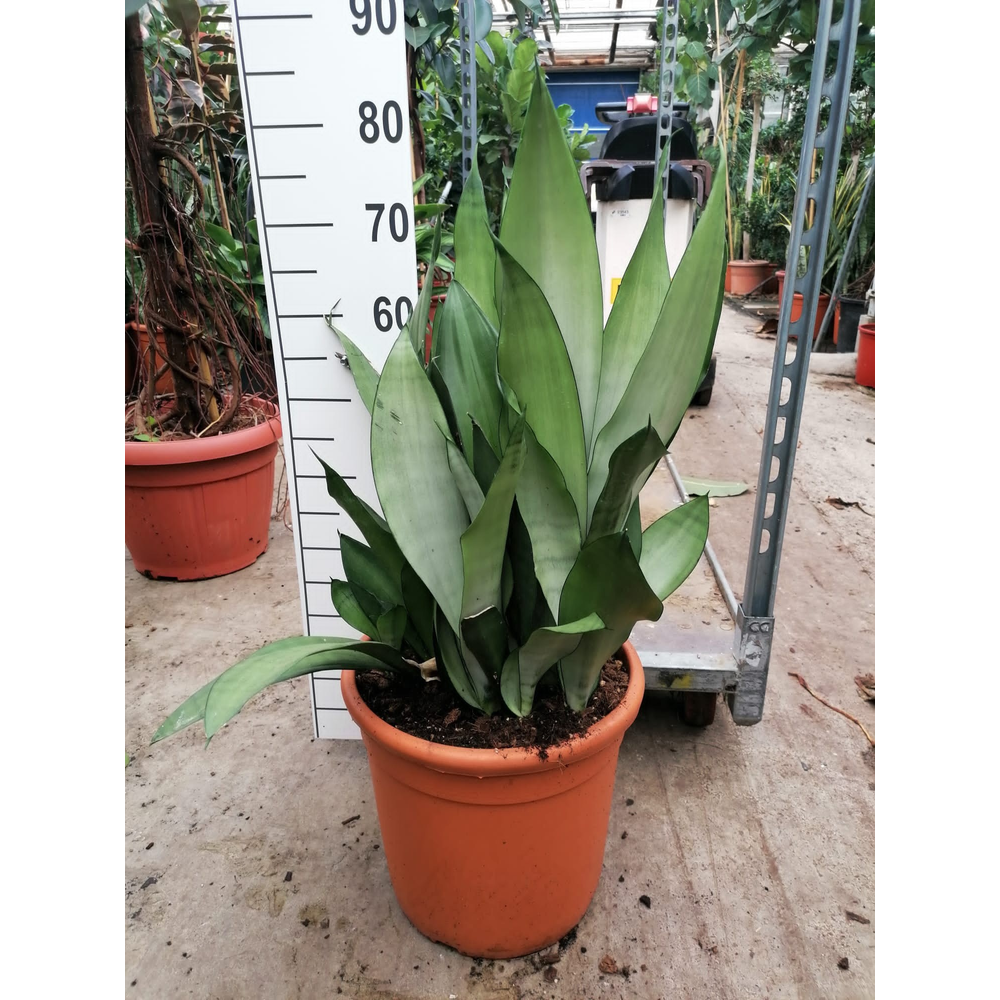 Sansevieria Moonshine 70.