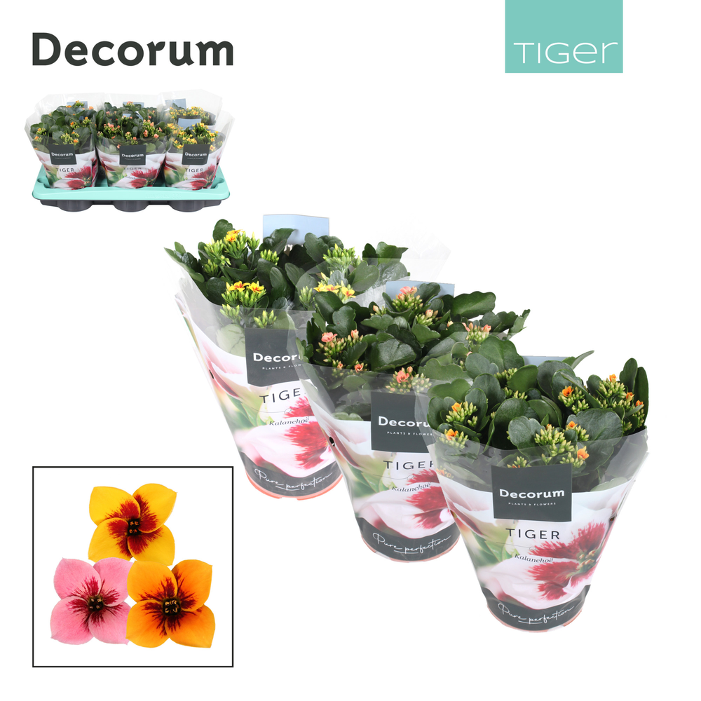 Kalanchoe Decorum Tiger - Mix Single.