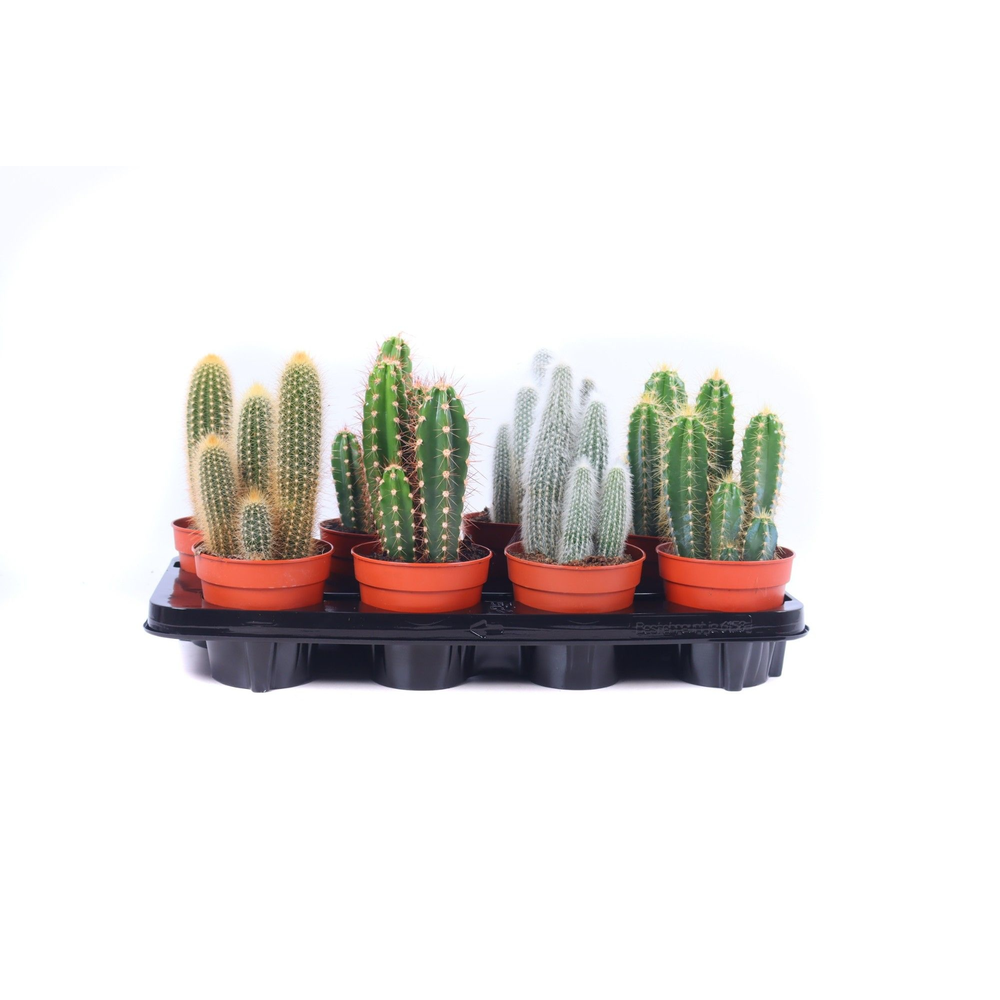 Cactus zuilen 12 cm.