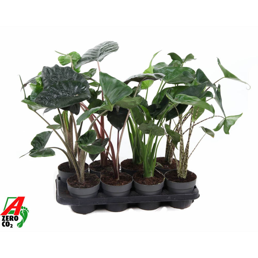 Alocasia mix 14cm (NO GAP).