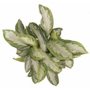 Aglaonema Silver Bay.