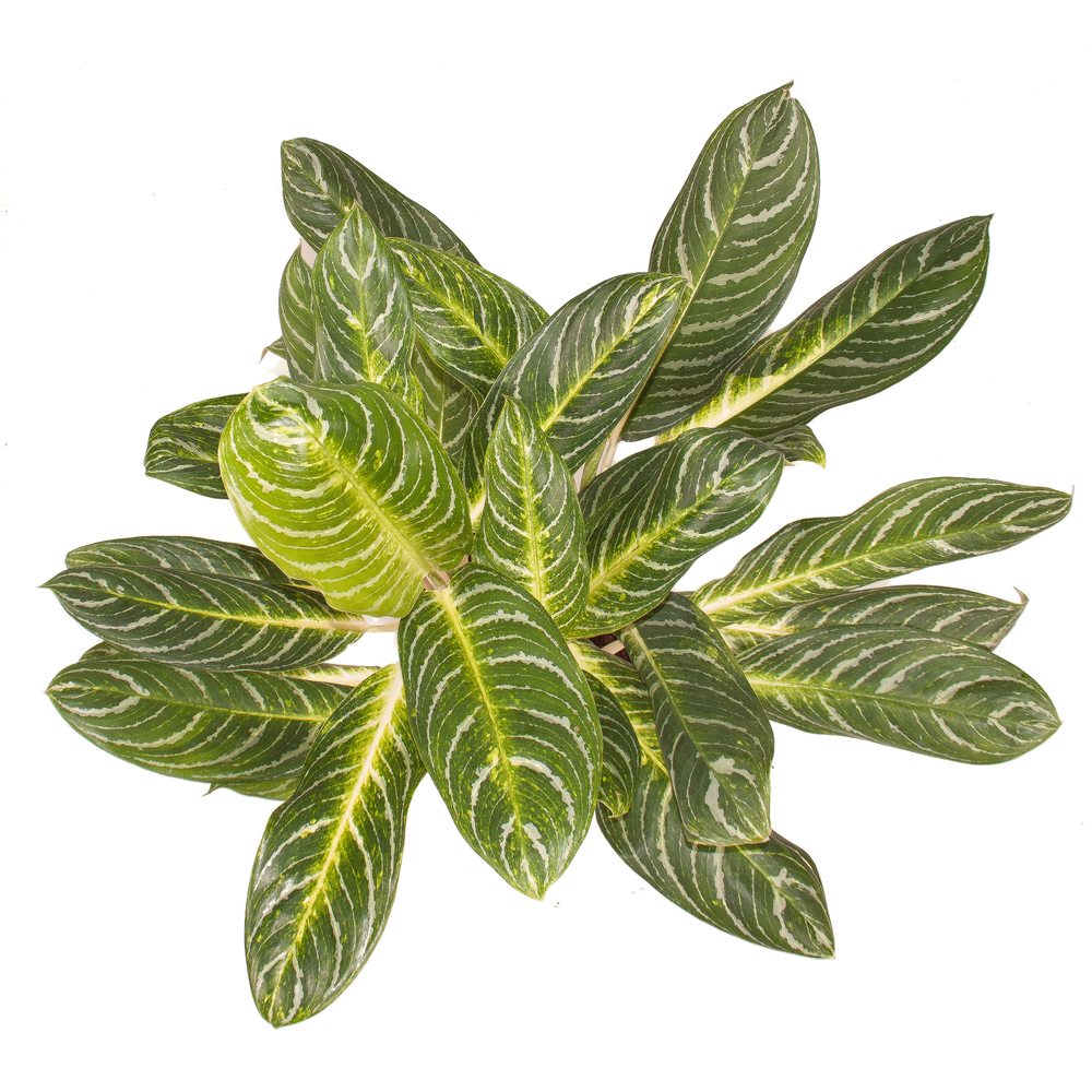 Aglaonema Key Lime.