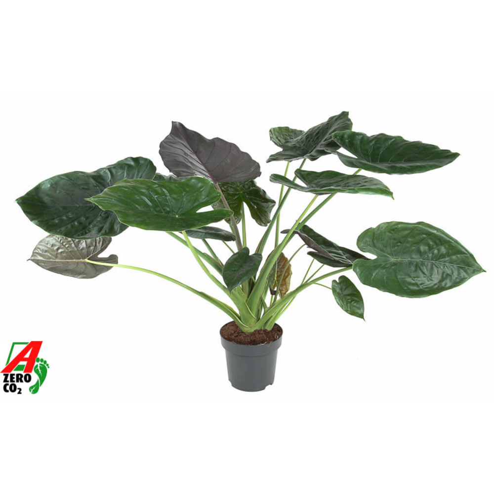 Alocasia Wentii (NO GAP).