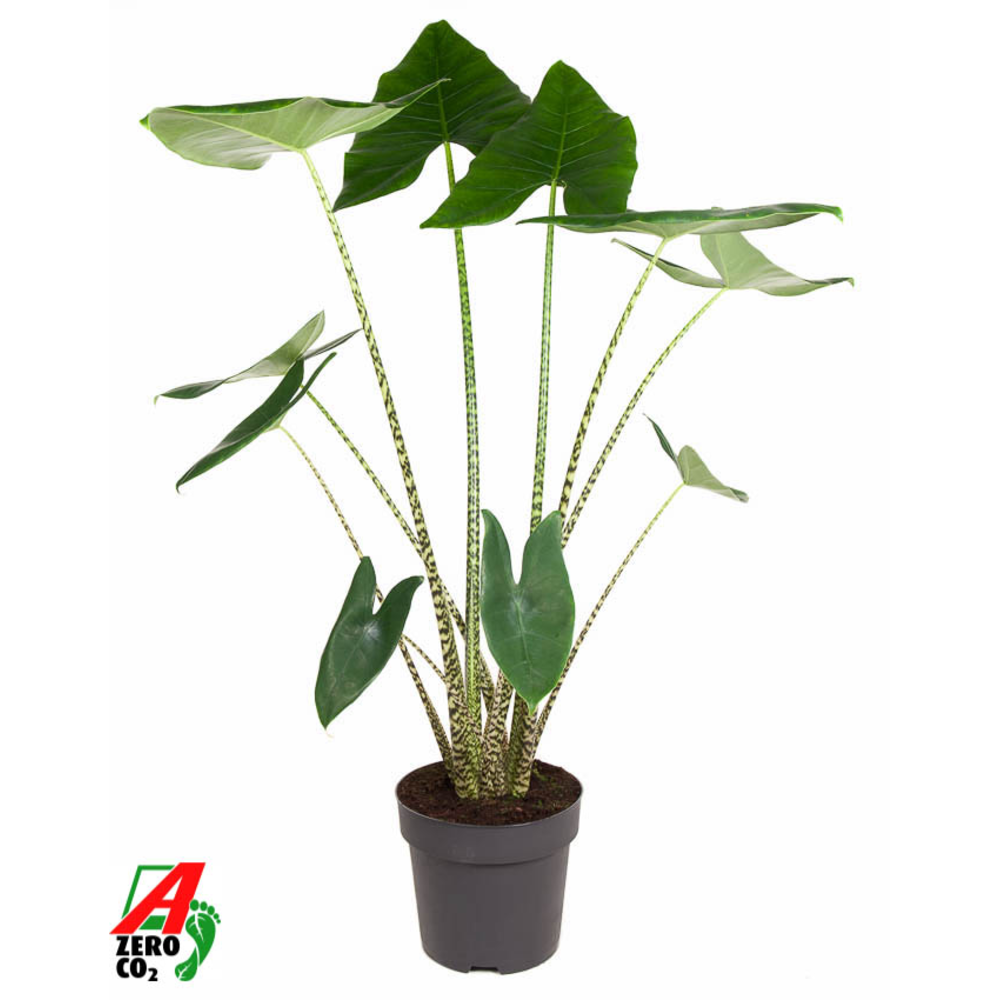 Alocasia Zebrina (NO GAP).