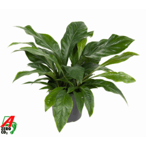 Anthurium Jungle Bush 3PP.