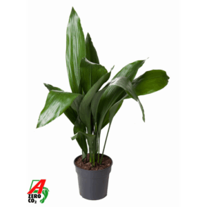 Aspidistra Elatior P21.
