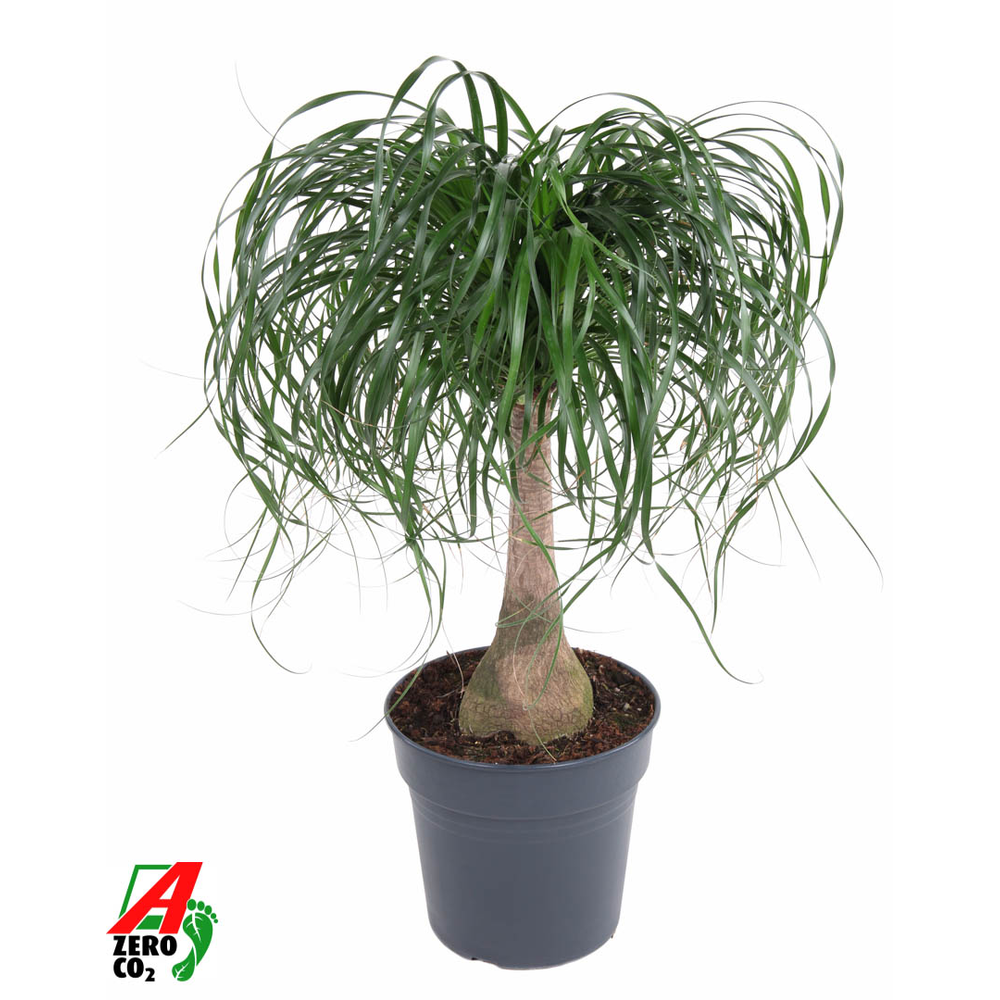 Beaucarnea stam P27 - 1,5ft.