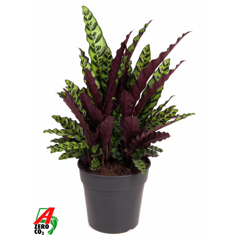 Calathea Lancifolia.