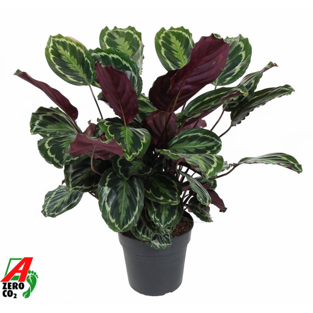 Calathea Medaillon.