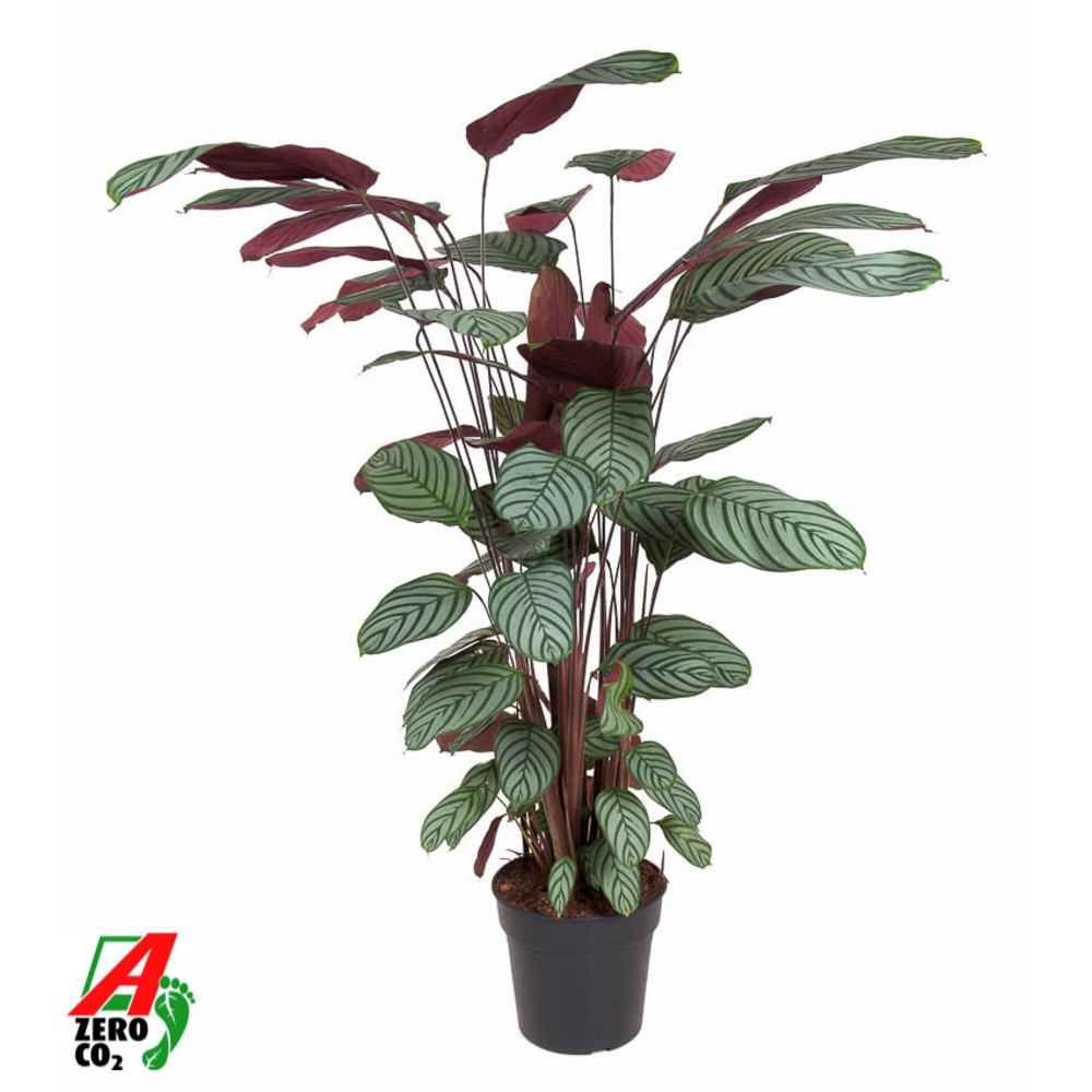 Calathea Oppenheimiana.