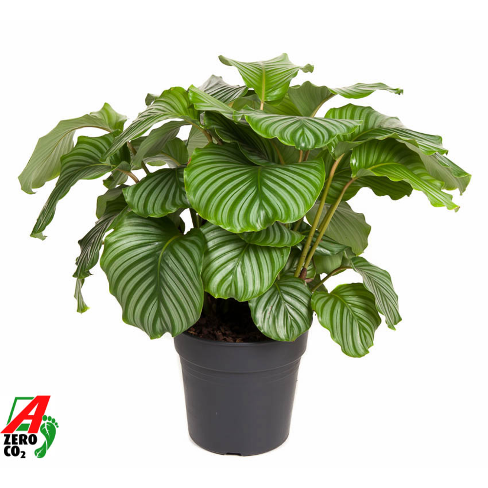 Calathea Orbifolia.
