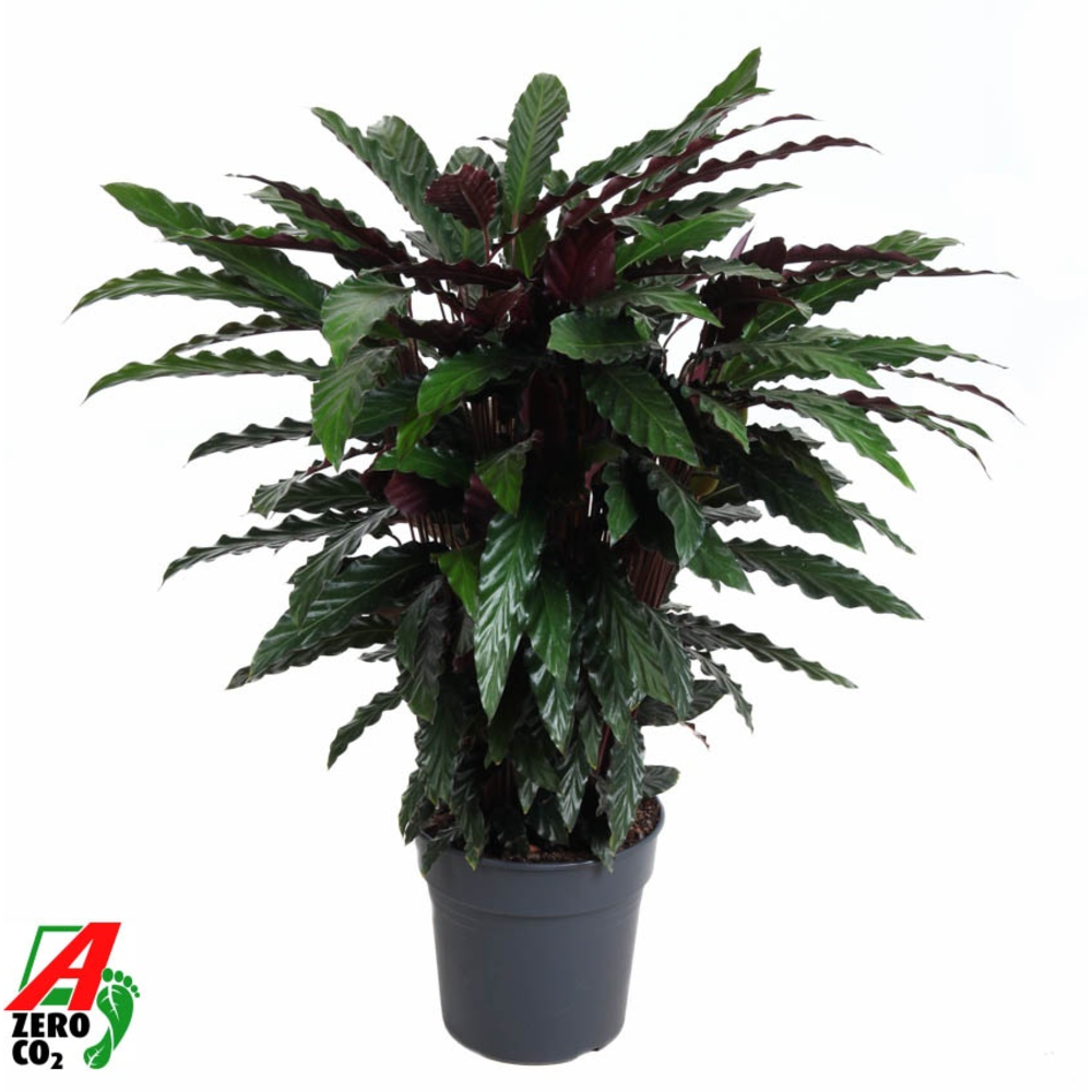 Calathea Wavestar.