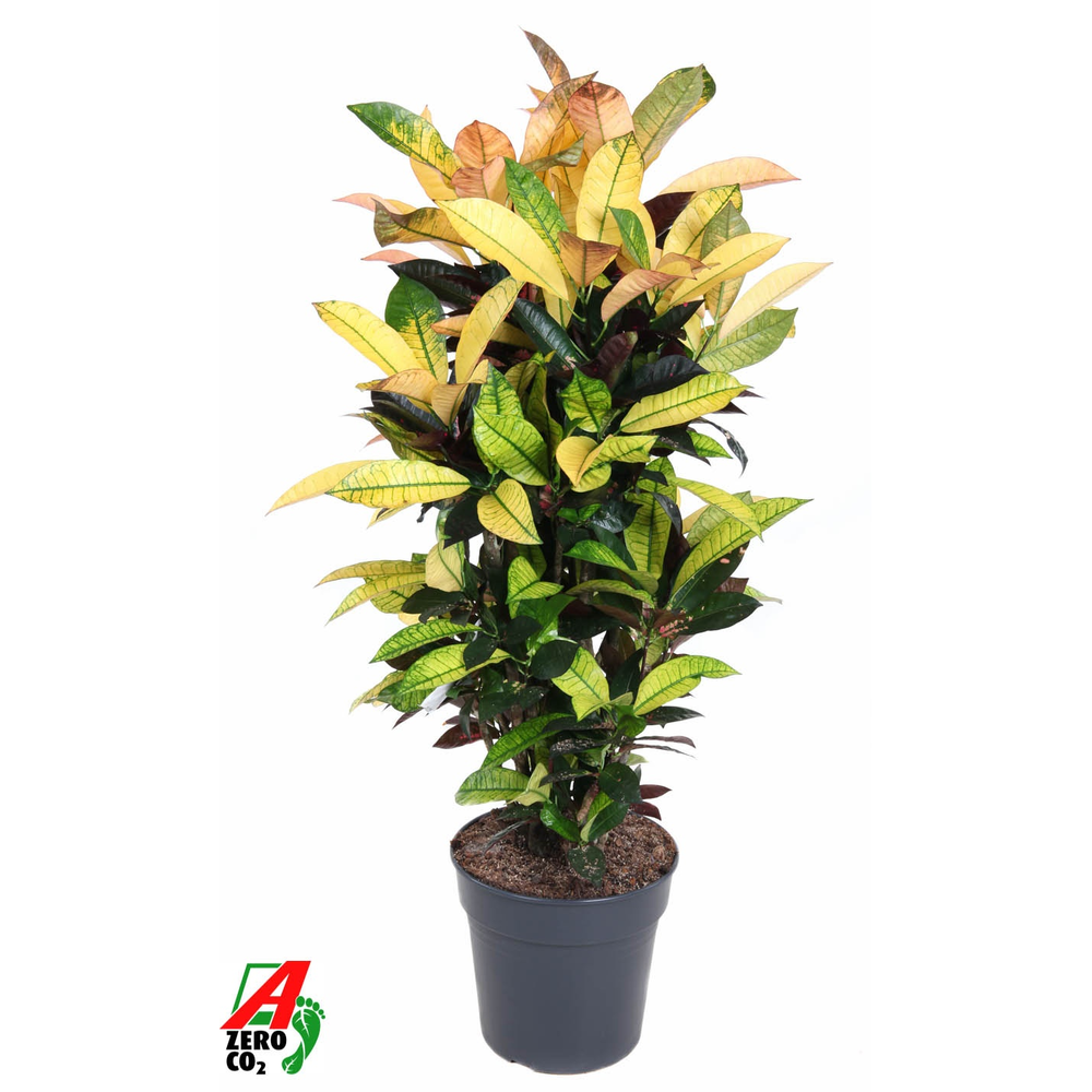 Codiaeum Mrs Iceton vertakt P27.