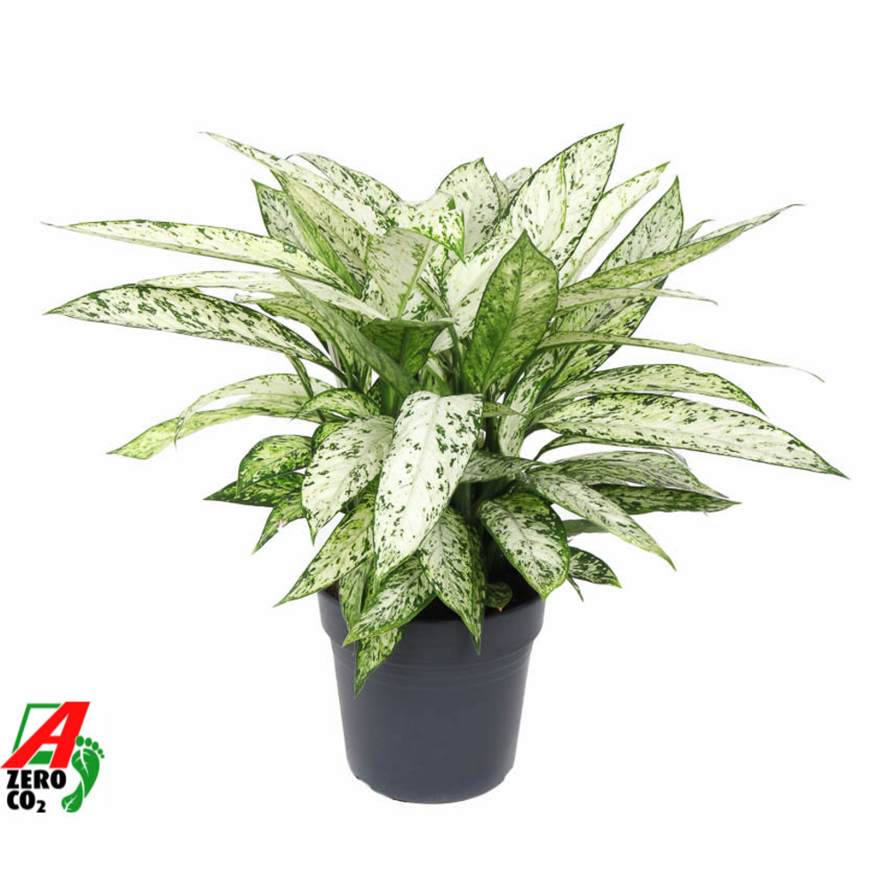 Dieffenbachia Vesuvius P27.