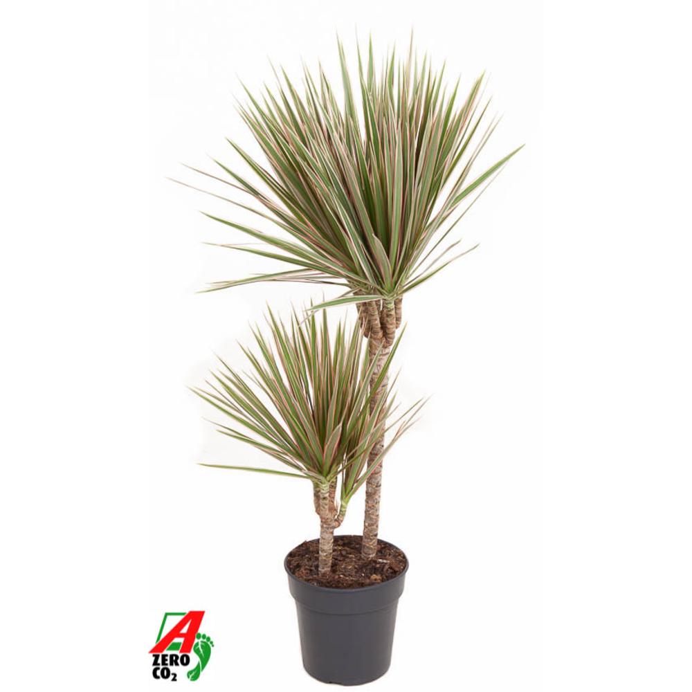 Dracaena Bicolor 45-15.