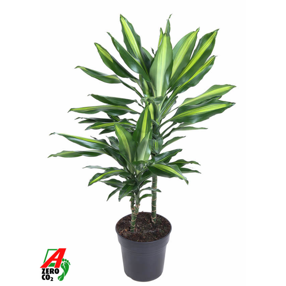 Dracaena Cintho 30-10.