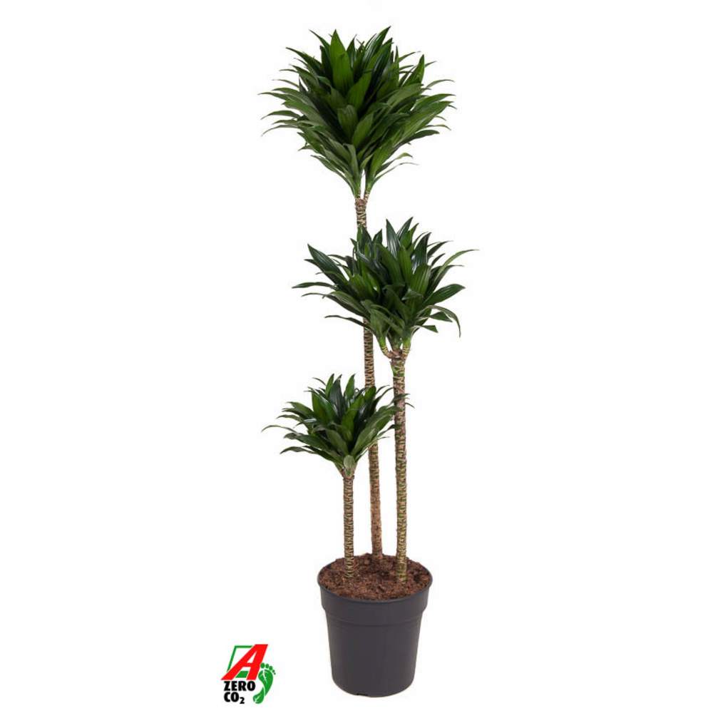 Dracaena Compacta 90-60-30.