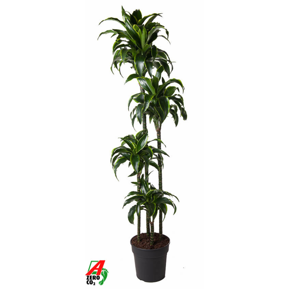 Dracaena Dorado 120-90-60-30.