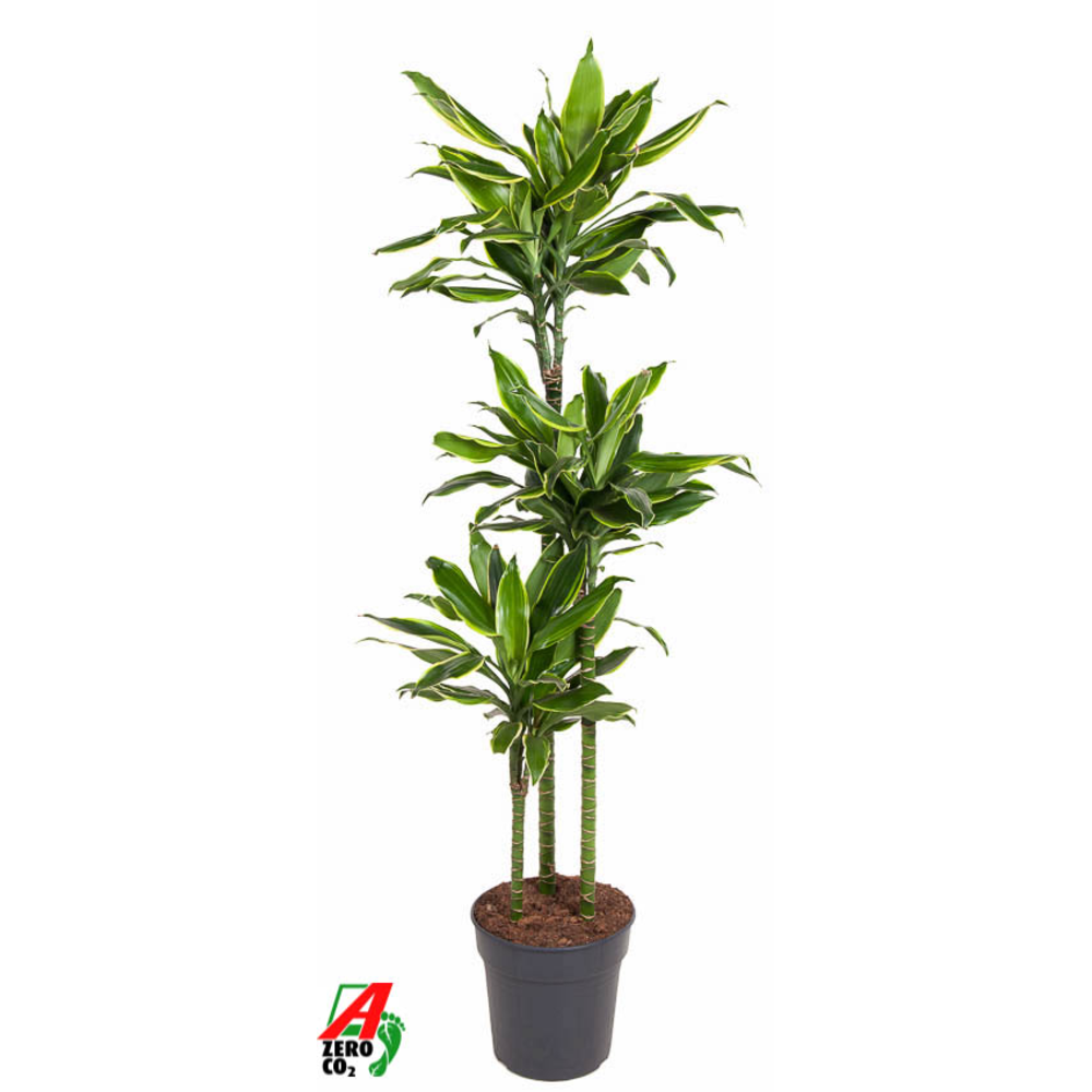 Dracaena Gold Coast 90-60-30.