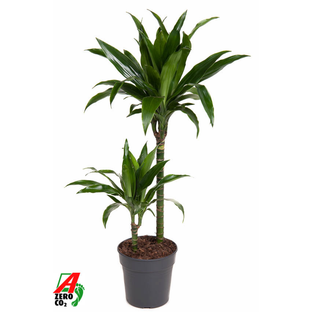 Dracaena Janet Craig 45-15.