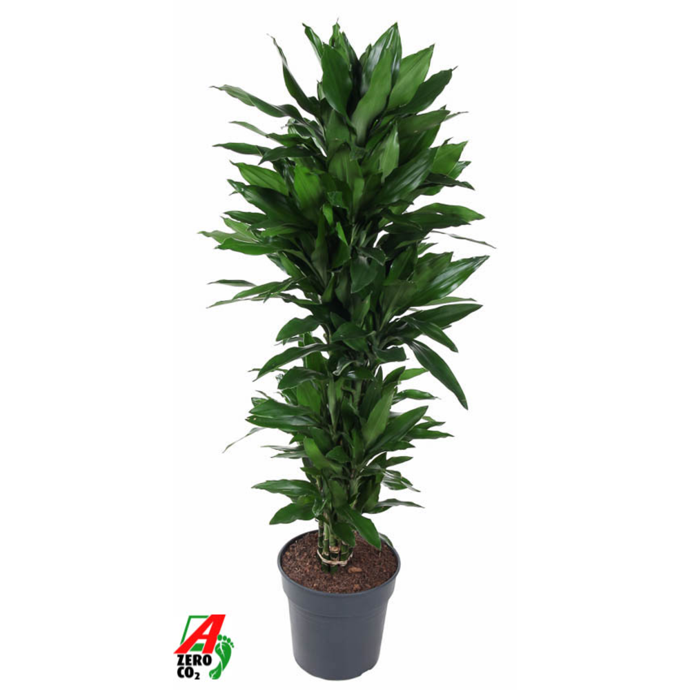 Dracaena Janet Lind vertakt P31.
