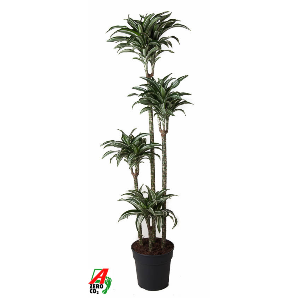Dracaena Jade Jewel 120-90-60-30.