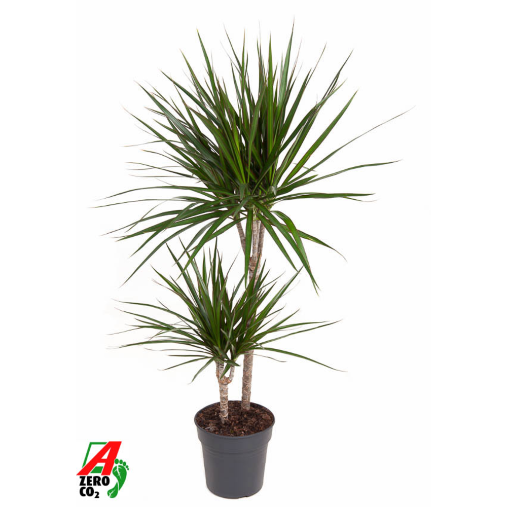 Dracaena Marginata 45-15.